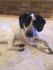 German Shorthaired Pointer Dogs for adoption in Columbus, IN, USA