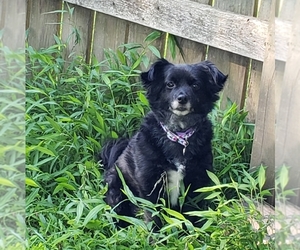 Pominese Dogs for adoption in Woodbridge, VA, USA