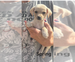 Chihuahua-Unknown Mix Dogs for adoption in San Bernardino, CA, USA