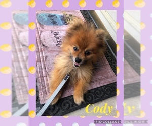 Pomeranian Dogs for adoption in Bellbrook, OH, USA