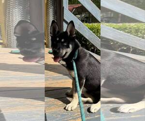Siberian Husky-Unknown Mix Dogs for adoption in Holly Springs, NC, USA