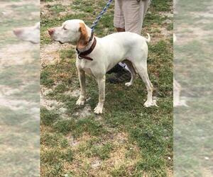 Pointer Dogs for adoption in New Smyrna Beach, FL, USA