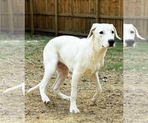 Labrador Retriever-Unknown Mix Dogs for adoption in Munford, TN, USA