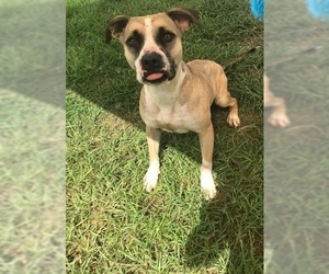 American Pit Bull Terrier-Black Mouth Cur Mix Dogs for adoption in Beaumont, TX, USA