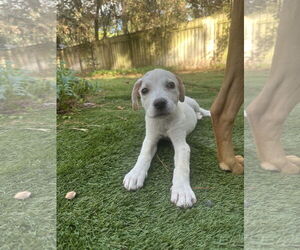 Labrador Retriever-Unknown Mix Dogs for adoption in The Woodlands, TX, USA