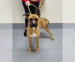 Boxer-Great Dane Mix Dogs for adoption in Louisville, KY, USA