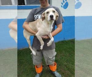 Labrador Retriever-Unknown Mix Dogs for adoption in Danbury, CT, USA