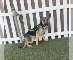 German Shepherd Dog Dogs for adoption in Modesto, CA, USA