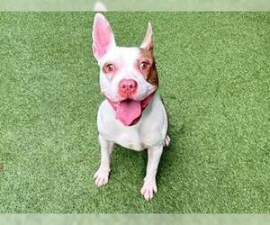 American Pit Bull Terrier Dogs for adoption in West Palm Beach, FL, USA