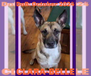 German Shepherd Dog-Unknown Mix Dogs for adoption in Sebec, ME, USA