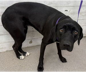 Labrador Retriever-Unknown Mix Dogs for adoption in San Bernardino, CA, USA