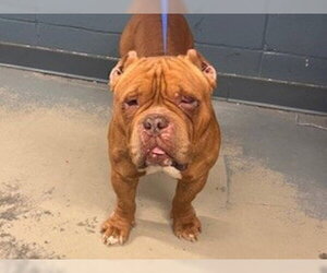 American Staffordshire Terrier-Bulldog Mix Dogs for adoption in Tallahassee, FL, USA
