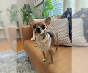 Chihuahua Dogs for adoption in St. Louis Park, MN, USA