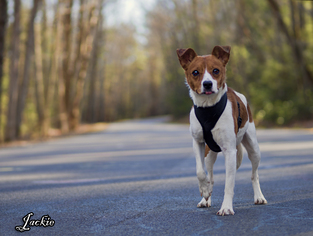 Jack Russell Terrier Dogs for adoption in Mt Carmel, PA, USA