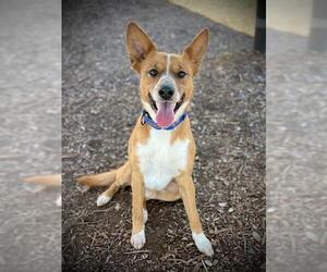 Mutt Dogs for adoption in San Andreas, CA, USA