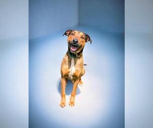 Labrador Retriever Dogs for adoption in Fayetteville, NC, USA