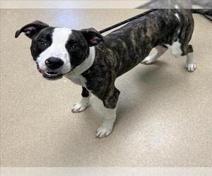 American Pit Bull Terrier-Unknown Mix Dogs for adoption in Fort Collins, CO, USA