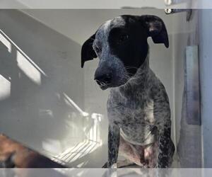 Mutt Dogs for adoption in Houston, TX, USA