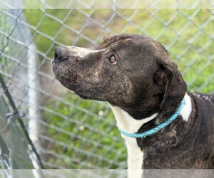 American Pit Bull Terrier Dogs for adoption in Tulsa, OK, USA