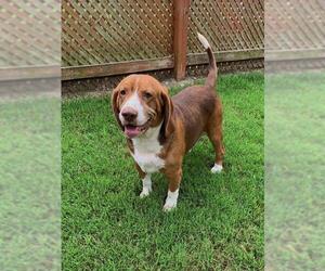Bagle Hound Dogs for adoption in Pacolet, SC, USA