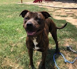 Staffordshire Bull Terrier Dogs for adoption in Claremore, OK, USA