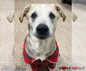 Mutt Dogs for adoption in Maryville, TN, USA
