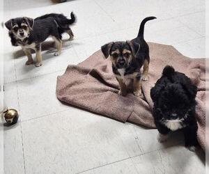 Chihuahua-Unknown Mix Dogs for adoption in Parlier, CA, USA