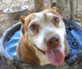 American Pit Bull Terrier-Dachshund Mix Dogs for adoption in Los Angeles, CA, USA
