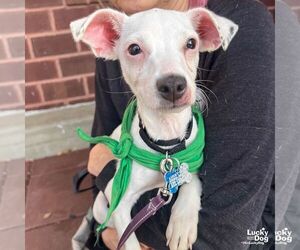 Jack Chi Dogs for adoption in Washington, DC, USA