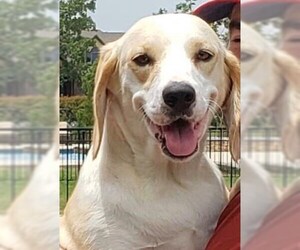 Labbe Dogs for adoption in Dallas, TX, USA