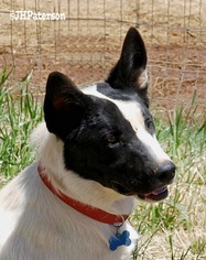 Australian Shepherd Dogs for adoption in Scottsdale, AZ, USA