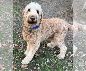 Goldendoodle Dogs for adoption in Clarkston, MI, USA