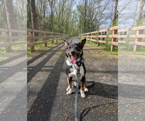 Border Collie-Unknown Mix Dogs for adoption in Garden City, NY, USA