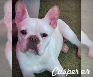 Faux Frenchbo Bulldog Dogs for adoption in Tustin, CA, USA