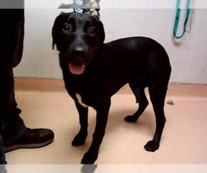 Labrador Retriever Dogs for adoption in Martinez, CA, USA