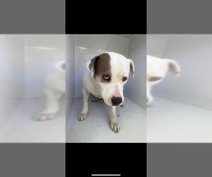 Staffordshire Bull Terrier Dogs for adoption in Houston, TX, USA