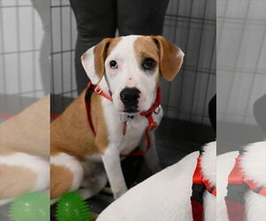 Beagle-Unknown Mix Dogs for adoption in Wakefield, RI, USA