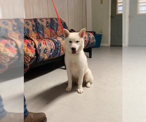 Samoyed-Unknown Mix Dogs for adoption in Thibodaux, LA, USA