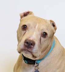 American Pit Bull Terrier-Unknown Mix Dogs for adoption in Truckee, CA, USA
