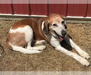 Coonhound Dogs for adoption in Lincoln, NE, USA