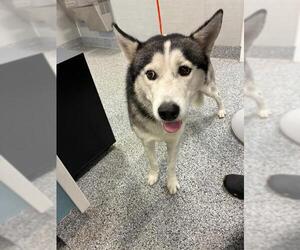 Siberian Husky Dogs for adoption in Palmetto, FL, USA