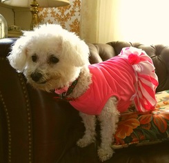Bichon Frise Dogs for adoption in East Hanover, NJ, USA
