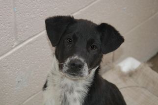 Border Collie Dogs for adoption in Crossville, TN, USA
