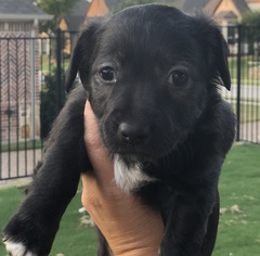 Doxle Dogs for adoption in Coppell, TX, USA