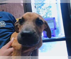 Mutt Dogs for adoption in Tulsa, OK, USA