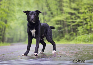 Border Collie Dogs for adoption in Mt Carmel, PA, USA