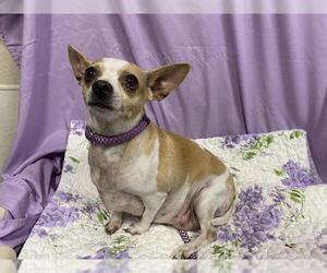 Chihuahua Dogs for adoption in Modesto, CA, USA