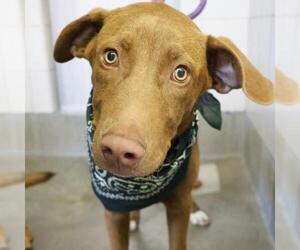 Labrador Retriever-Unknown Mix Dogs for adoption in San Antonio, TX, USA