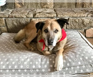 Mutt Dogs for adoption in Littleton, CO, USA