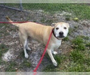 American Pit Bull Terrier-Unknown Mix Dogs for adoption in St. Cloud, FL, USA